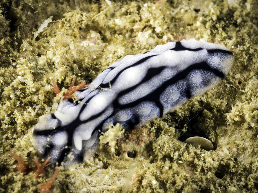 Phyllidiopsis cf dautzenbergi